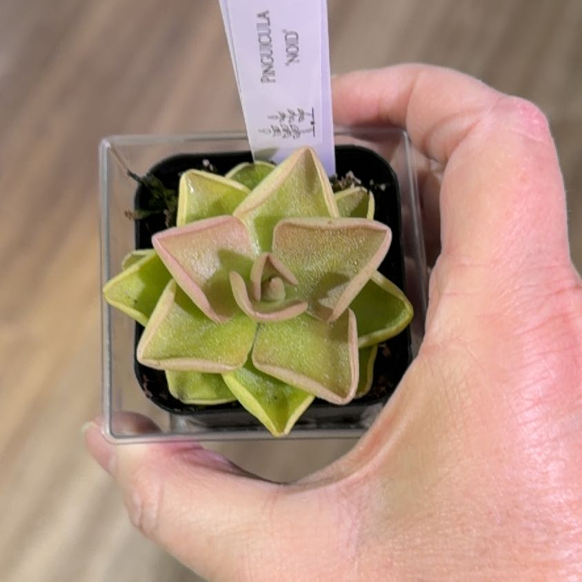 Photo of the plant species Common Butterwort by @MomentousBonsai named NOID plant room on Greg, the plant care app