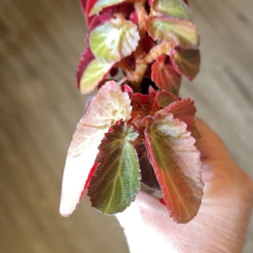 Photo of the plant species Brazilian Lady Begonia by @MomentousBonsai named (T) Withlacoochee on Greg, the plant care app