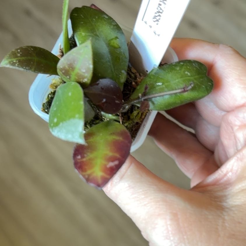 Photo of the plant species Hoya sipitangensis by @MomentousBonsai named Rihanna plant room on Greg, the plant care app