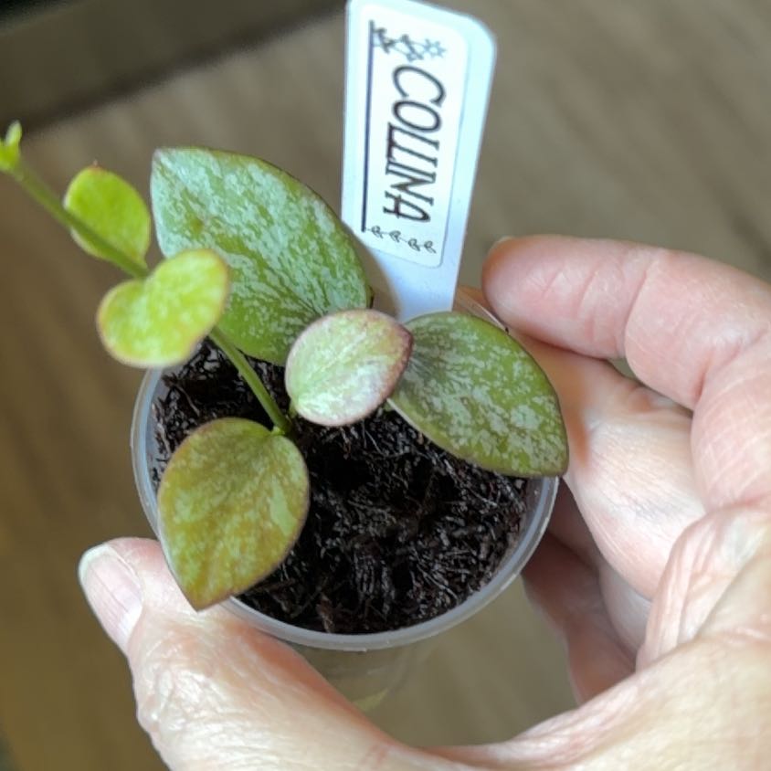 Photo of the plant species IR-26 by @MomentousBonsai named Collina plant room on Greg, the plant care app