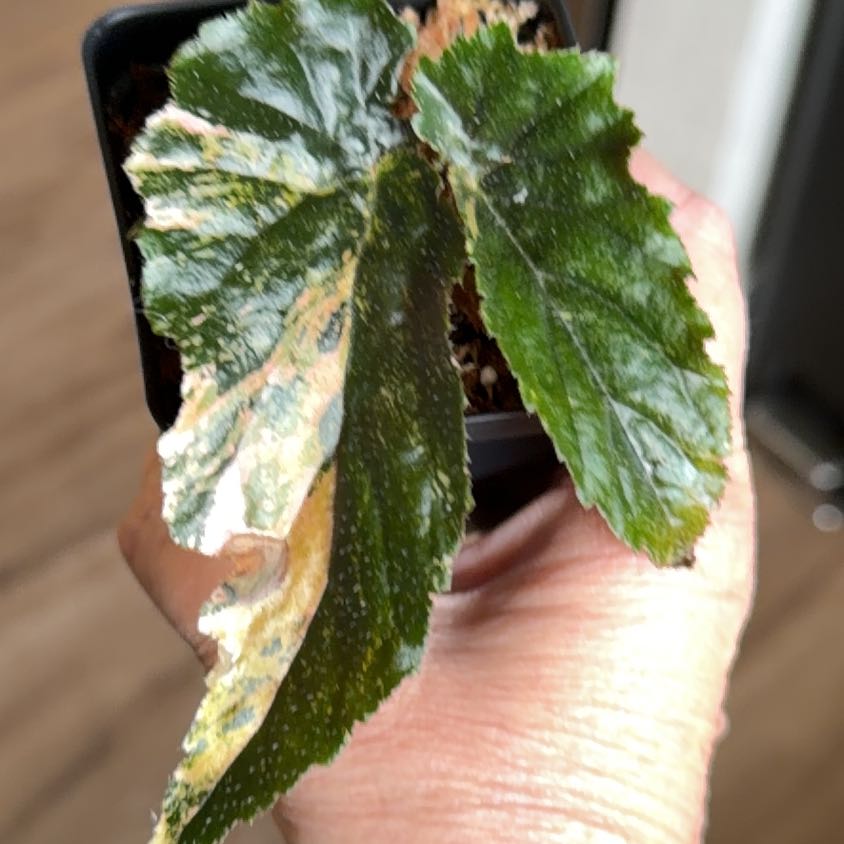 Photo of the plant species Begonia 'Ginny Galaxy' by @MomentousBonsai named (T) ginny galaxy on Greg, the plant care app