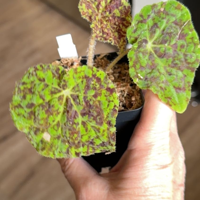 Photo of the plant species Begonia 'Marmaduke' by @MomentousBonsai named (T) marmaduke on Greg, the plant care app