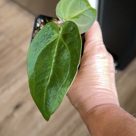 Photo of the plant species Anthurium Magnificum x Papillilaminum by @MomentousBonsai named (T) magnificum x (dorayaki x papillilaminum on Greg, the plant care app