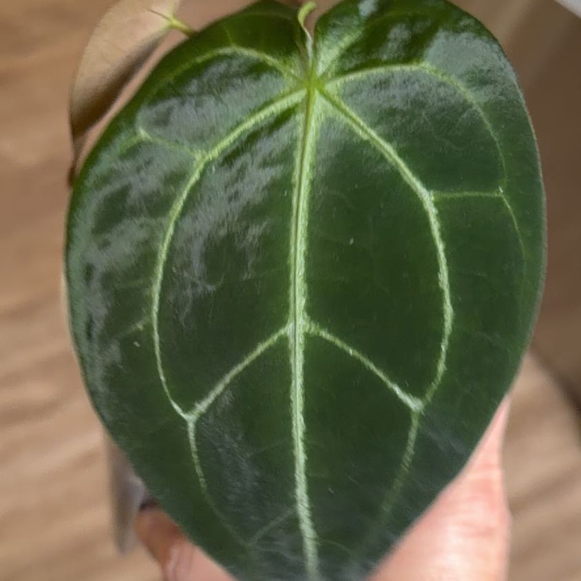 Photo of the plant species Anthurium Magnificum X Forgetii by @MomentousBonsai named (T) “Mag’s Spaghetti” Magnificum x forgetii on Greg, the plant care app