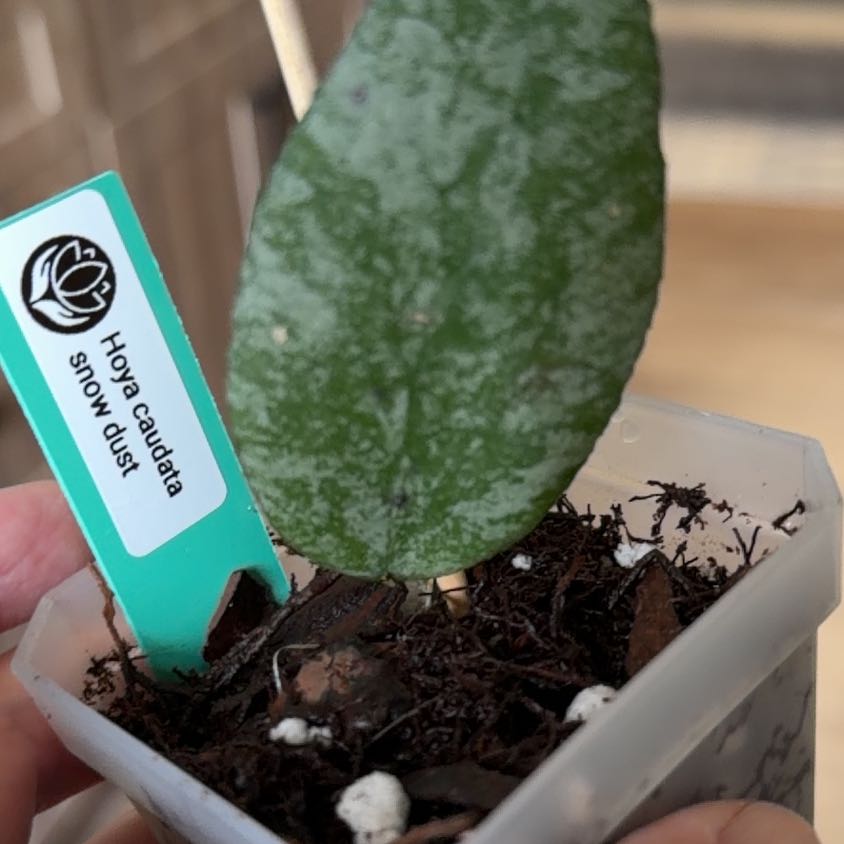 Photo of the plant species Waxplant by @MomentousBonsai named Caudata snow dust plant room on Greg, the plant care app