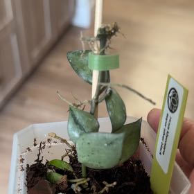 Photo of the plant species Hoya khroniana Silver Splash by @MomentousBonsai named Khroniana super silver black plant room on Greg, the plant care app