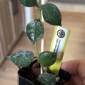 Photo of the plant species Hoya khroniana Silver Splash by @MomentousBonsai named Khroniana super silver black plant room on Greg, the plant care app