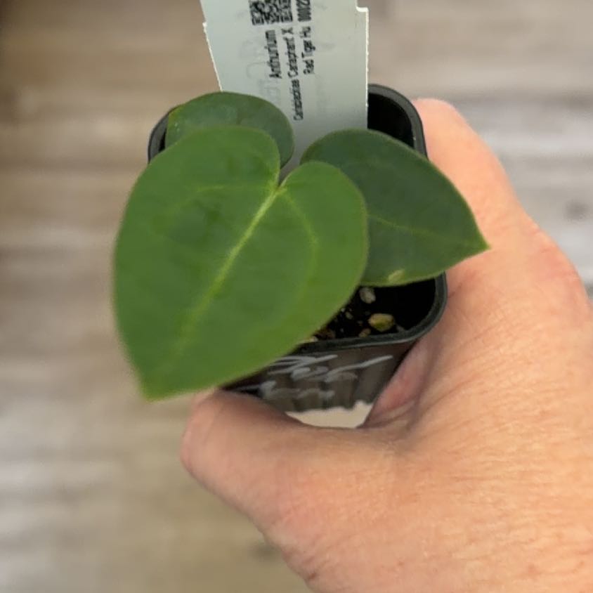 Photo of the plant species Anthurium 'Carla Black' by @MomentousBonsai named (T) Carlablackiae “Carlaphant” x red tiger Hu on Greg, the plant care app