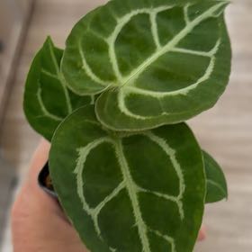 Photo of the plant species Anthurium by @MomentousBonsai named (T) A silver blush x (carlablackiae x crystal) on Greg, the plant care app