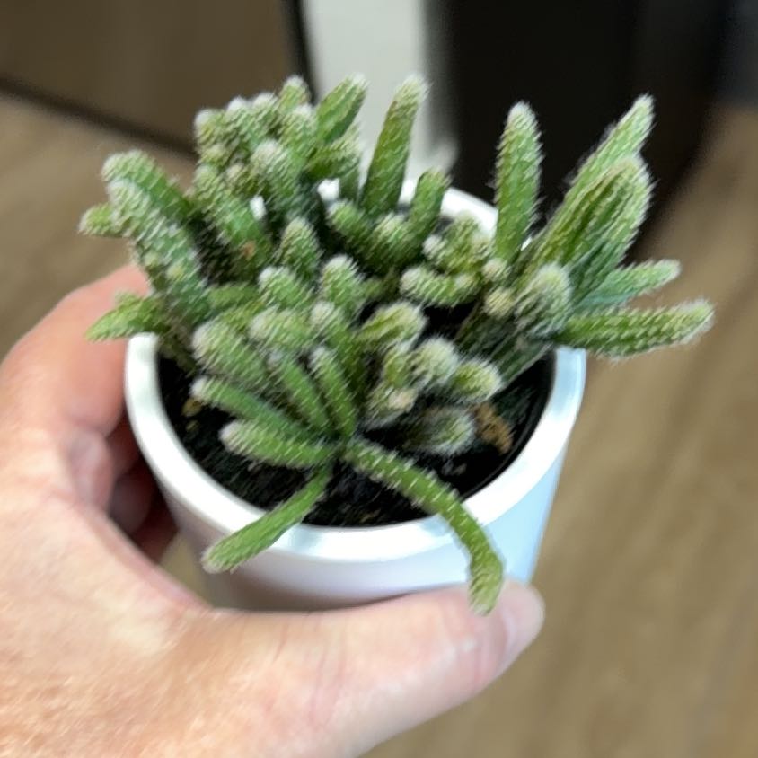 Photo of the plant species Mouse Tail Cactus by @MomentousBonsai named Rihanna on Greg, the plant care app