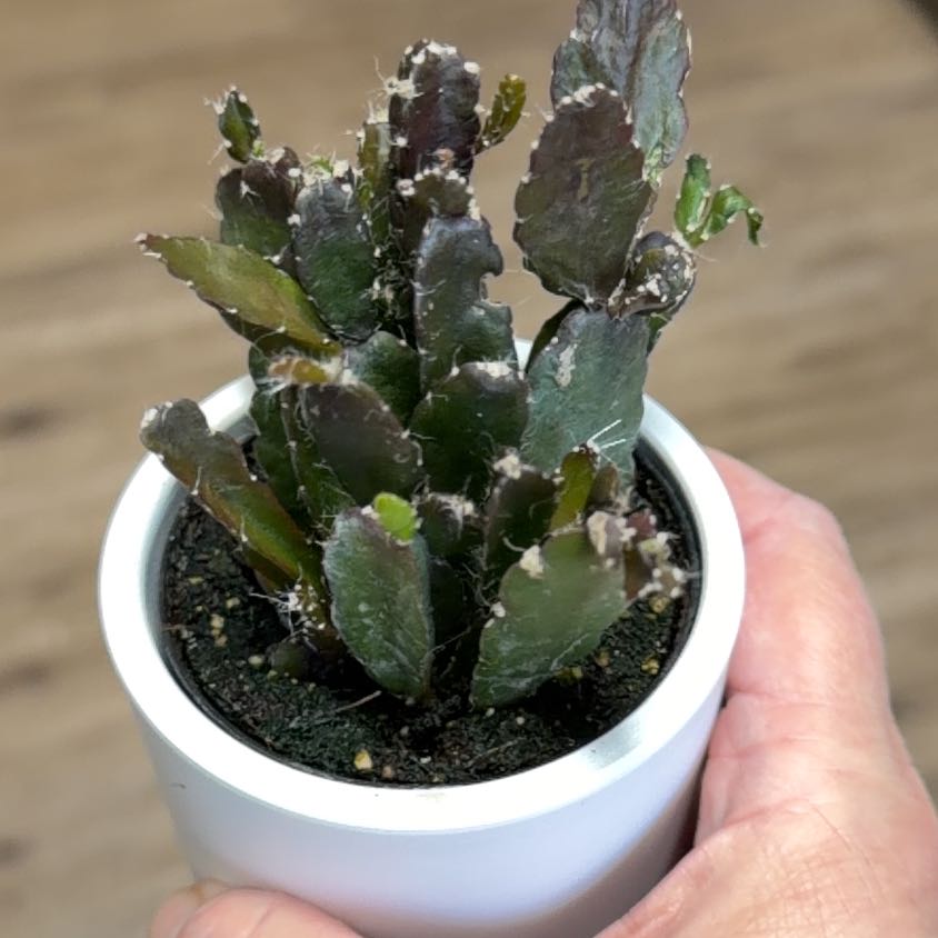 Photo of the plant species Mistletoe Cactus by @MomentousBonsai named Rhipsalis agudoensis on Greg, the plant care app