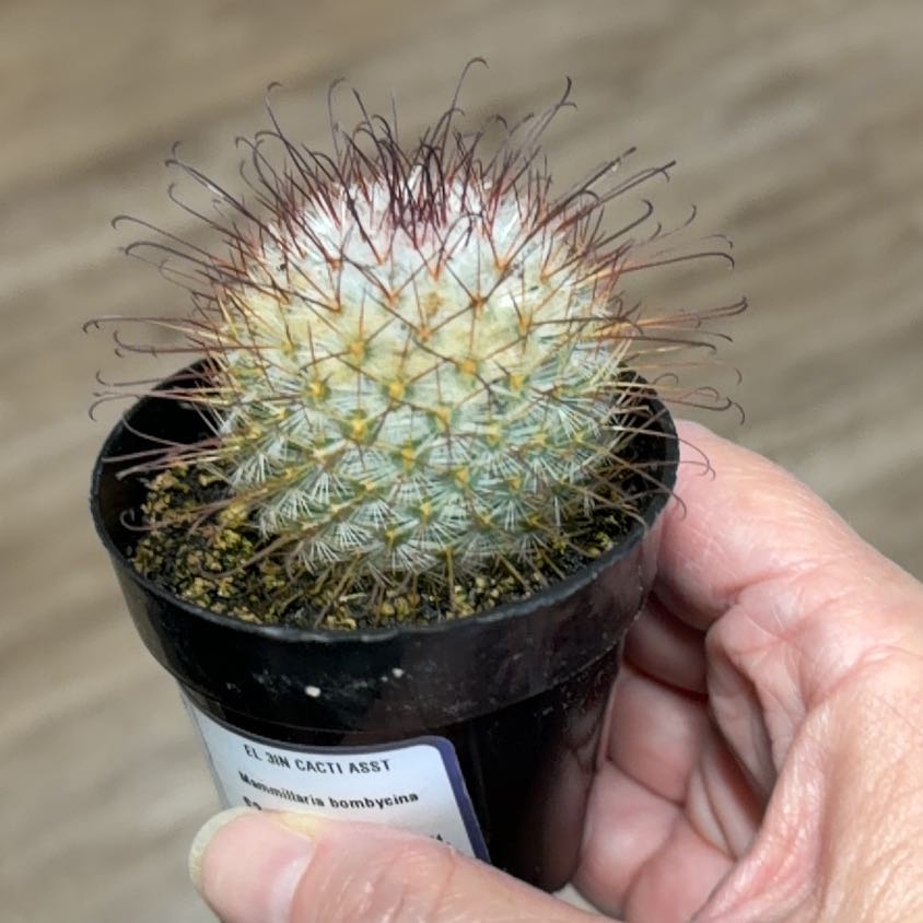 Photo of the plant species Silken Pincushion Cactus by @MomentousBonsai named Darwin on Greg, the plant care app