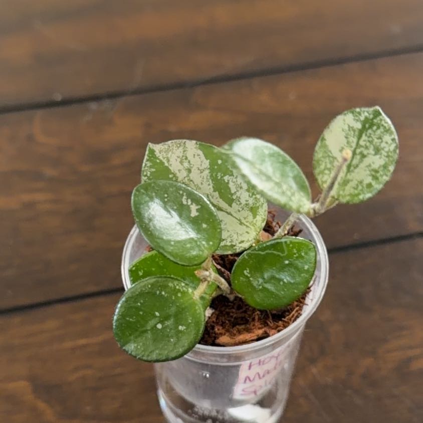 Photo of the plant species Hoya 'Mathilde Splash' by @MomentousBonsai named Fernie Mercury on Greg, the plant care app