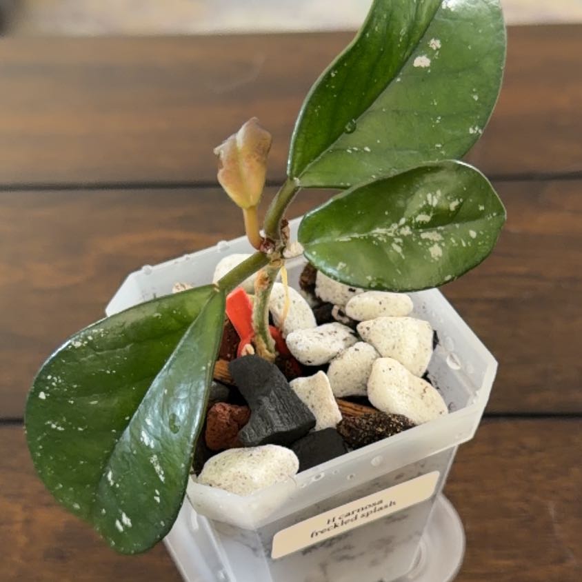 Photo of the plant species Carnosa Freckles Splash by @MomentousBonsai named Marilyn plant room on Greg, the plant care app