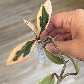 Photo of the plant species Hoya ‘Flamingo Dreams’ by @MomentousBonsai named Tupot amaroot on Greg, the plant care app