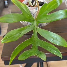 Photo of the plant species Philodendron mayoi by @MomentousBonsai named Michelle Branch living room big shelf on Greg, the plant care app