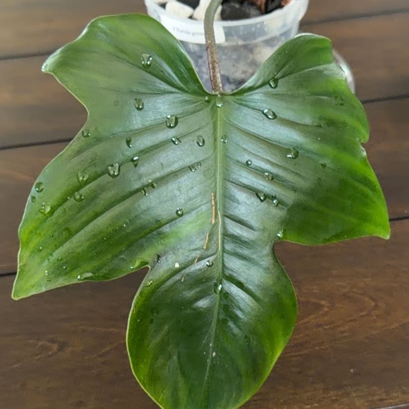 Photo of the plant species Florida green by @MomentousBonsai named Rosa living room big shelf on Greg, the plant care app
