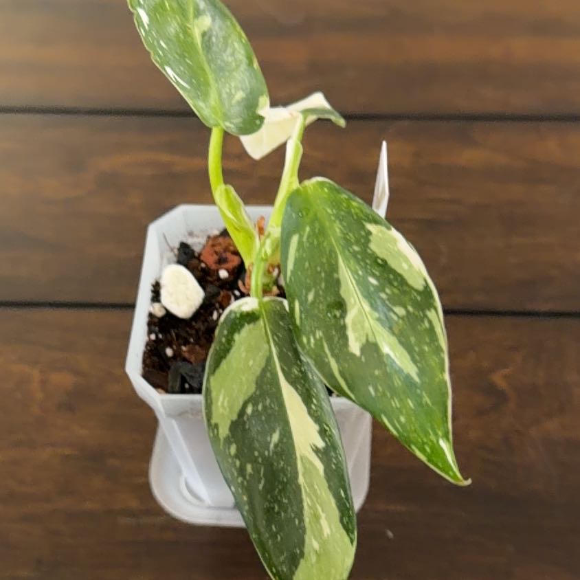 Photo of the plant species Philodendron White Wizard by @MomentousBonsai named Beckham plant room on Greg, the plant care app