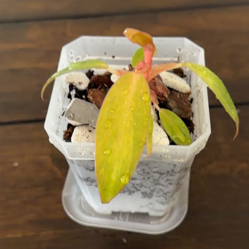 Photo of the plant species Philodendron Painted Lady by @MomentousBonsai named Spike Leaves plant room on Greg, the plant care app