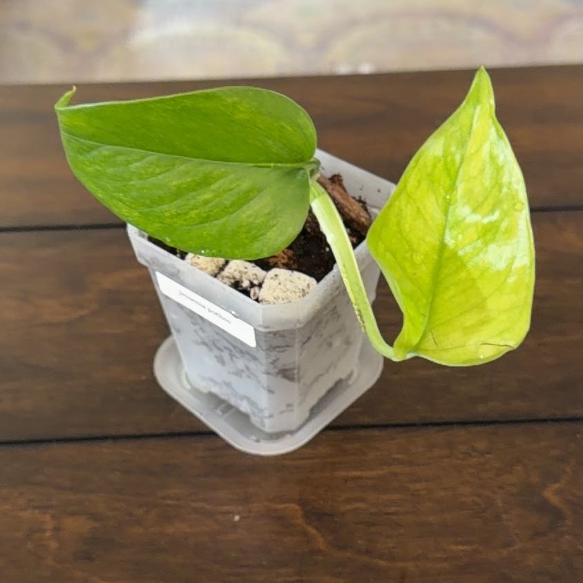 Photo of the plant species Jessenia Pothos by @MomentousBonsai named Aria plant room on Greg, the plant care app