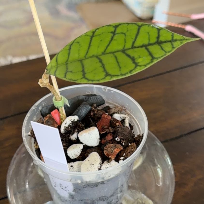 Photo of the plant species Stiff Leafed Hoya by @MomentousBonsai named H callistophylla plant room on Greg, the plant care app