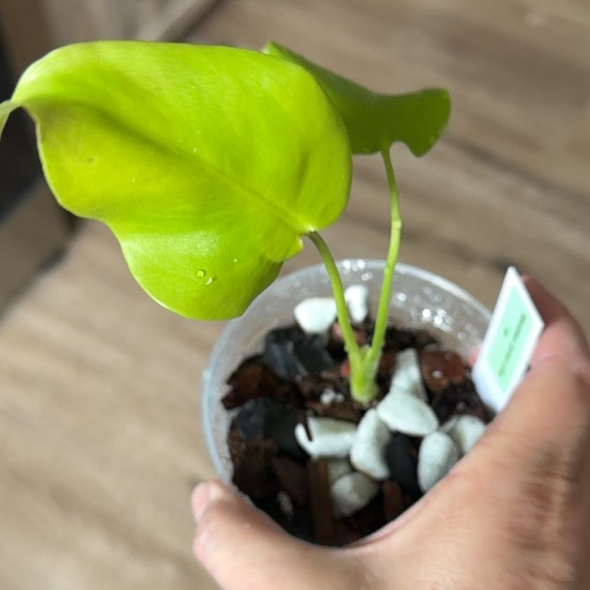 Photo of the plant species Lemon Lime Monstera by @MomentousBonsai named (T) Hemingway on Greg, the plant care app