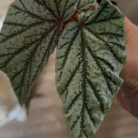 Photo of the plant species Begonia 'Don Miller' by @MomentousBonsai named Pax on Greg, the plant care app