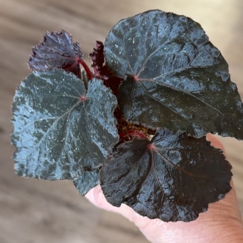 Photo of the plant species Begonia taconite by @MomentousBonsai named Taylor Swift on Greg, the plant care app