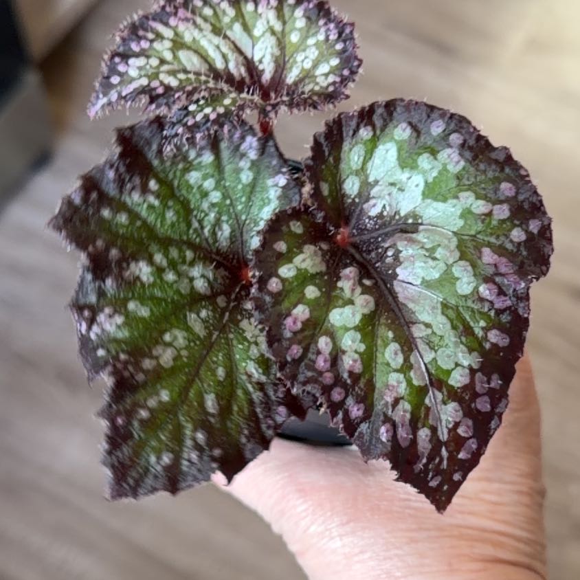 Photo of the plant species Begonia 'Confetti' by @MomentousBonsai named Gates on Greg, the plant care app