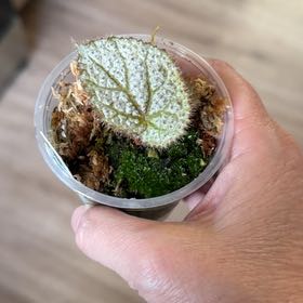 Photo of the plant species Begonia 'Confetti Yeti' by @MomentousBonsai named Marilyn on Greg, the plant care app