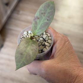 Photo of the plant species Hoya obscura 'Cryptic Chrome' by @MomentousBonsai named Prince on Greg, the plant care app