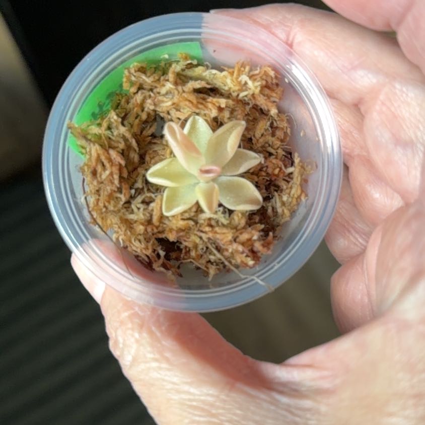 Photo of the plant species Mexican Butterwort by @MomentousBonsai named Aria on Greg, the plant care app