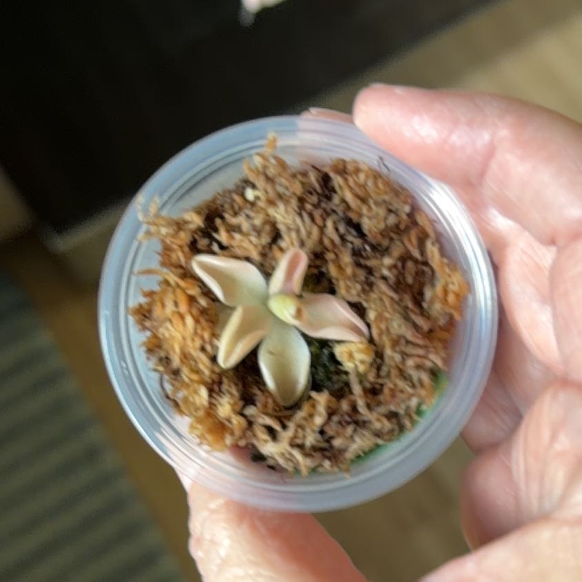 Photo of the plant species Mexican Butterwort by @MomentousBonsai named Sage on Greg, the plant care app