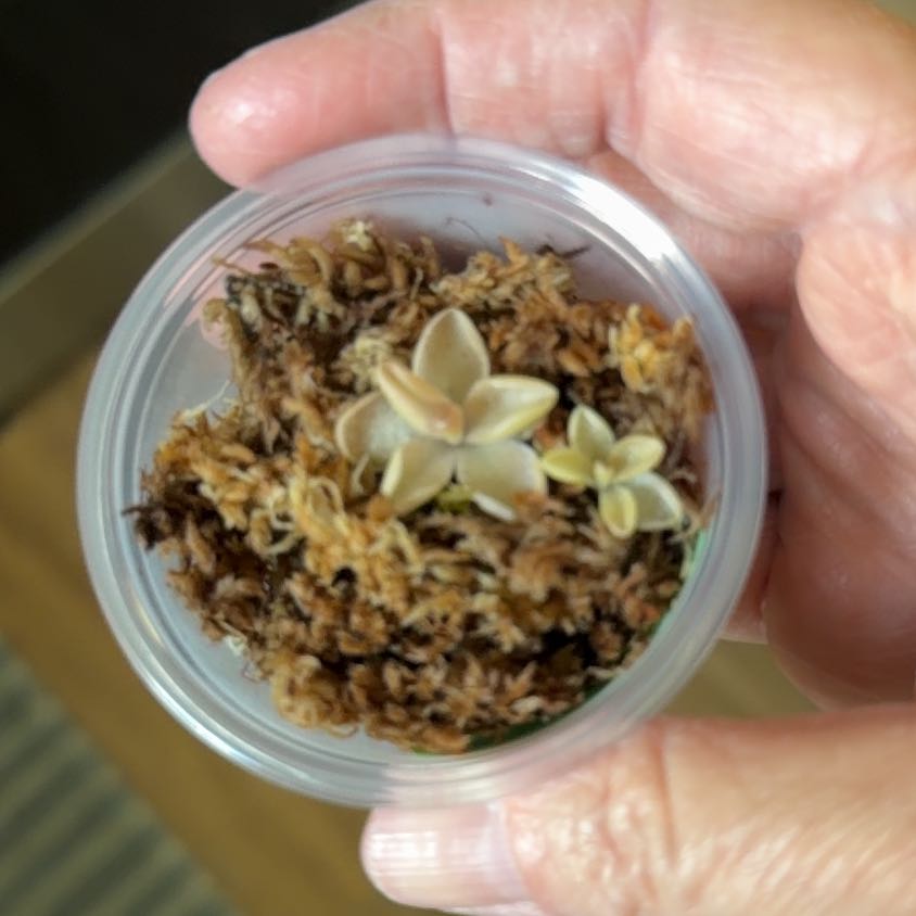 Photo of the plant species Mexican Butterwort by @MomentousBonsai named Sigmund on Greg, the plant care app