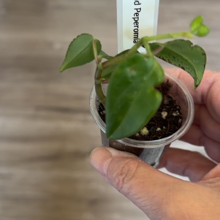 Photo of the plant species Cupid Peperomia by @MomentousBonsai named Beckham side board on Greg, the plant care app