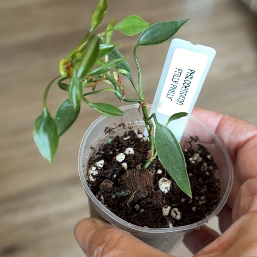 Photo of the plant species Philodendron 'Frilly Philly' by @MomentousBonsai named Bella side board on Greg, the plant care app