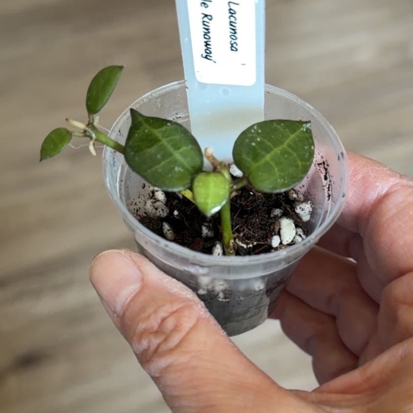 Photo of the plant species Hoya lacunosa x krohniana 'My Little Runaway' by @MomentousBonsai named Spike Leaves plant room on Greg, the plant care app