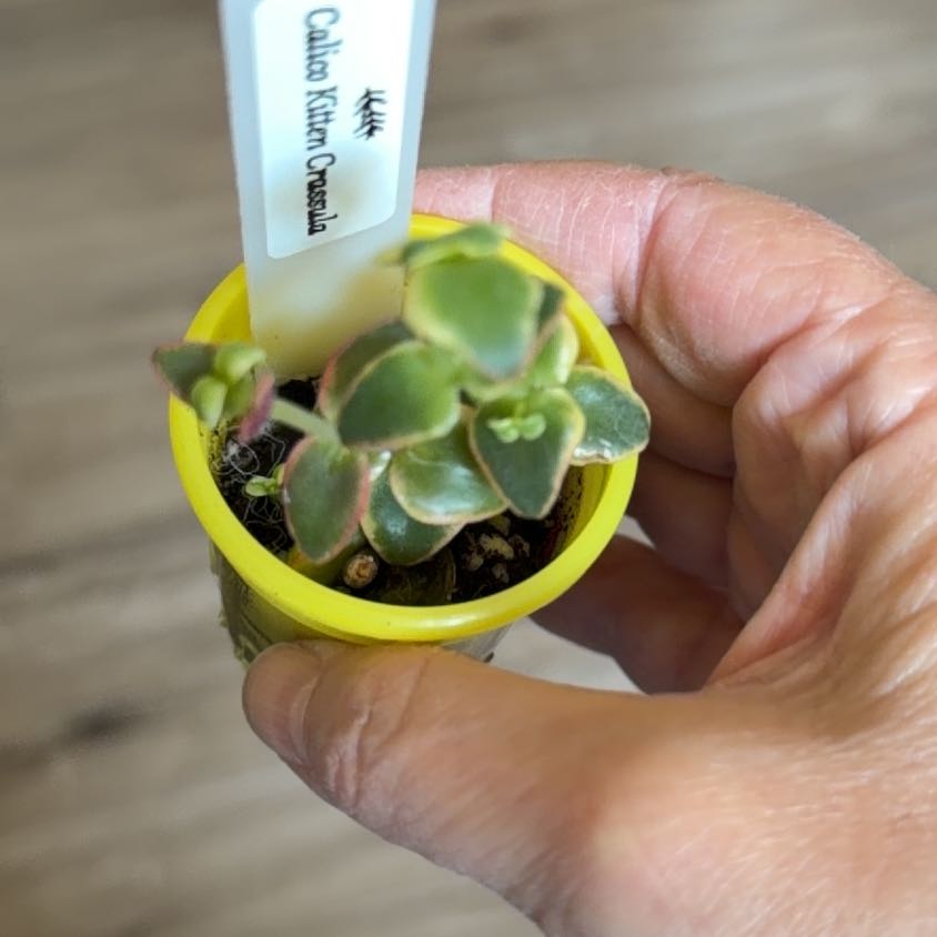 Photo of the plant species Calico Kitten by @MomentousBonsai named Tree Diddy kitchen window on Greg, the plant care app