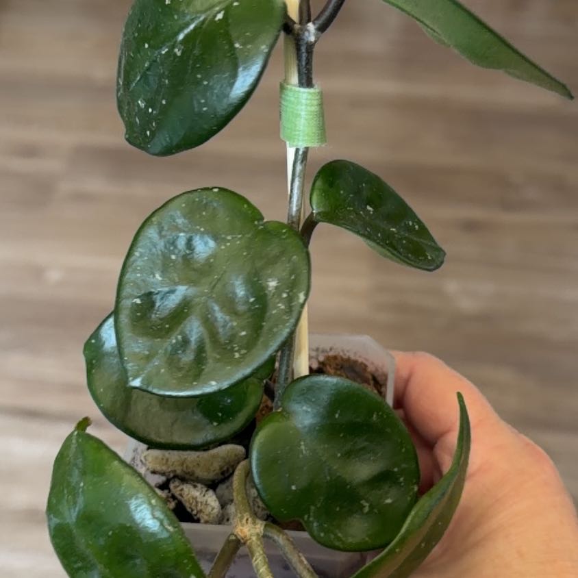 Photo of the plant species Chelsea Hoya by @MomentousBonsai named Sir Plancelot on Greg, the plant care app