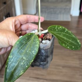 Photo of the plant species Hoya verticillata by @MomentousBonsai named Rosa plant room on Greg, the plant care app