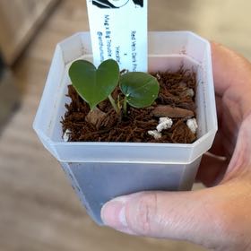 Photo of the plant species Anthurium RVDP X x One by @MomentousBonsai named ^RVDP x “Hecate” mag x big trouble bench on Greg, the plant care app