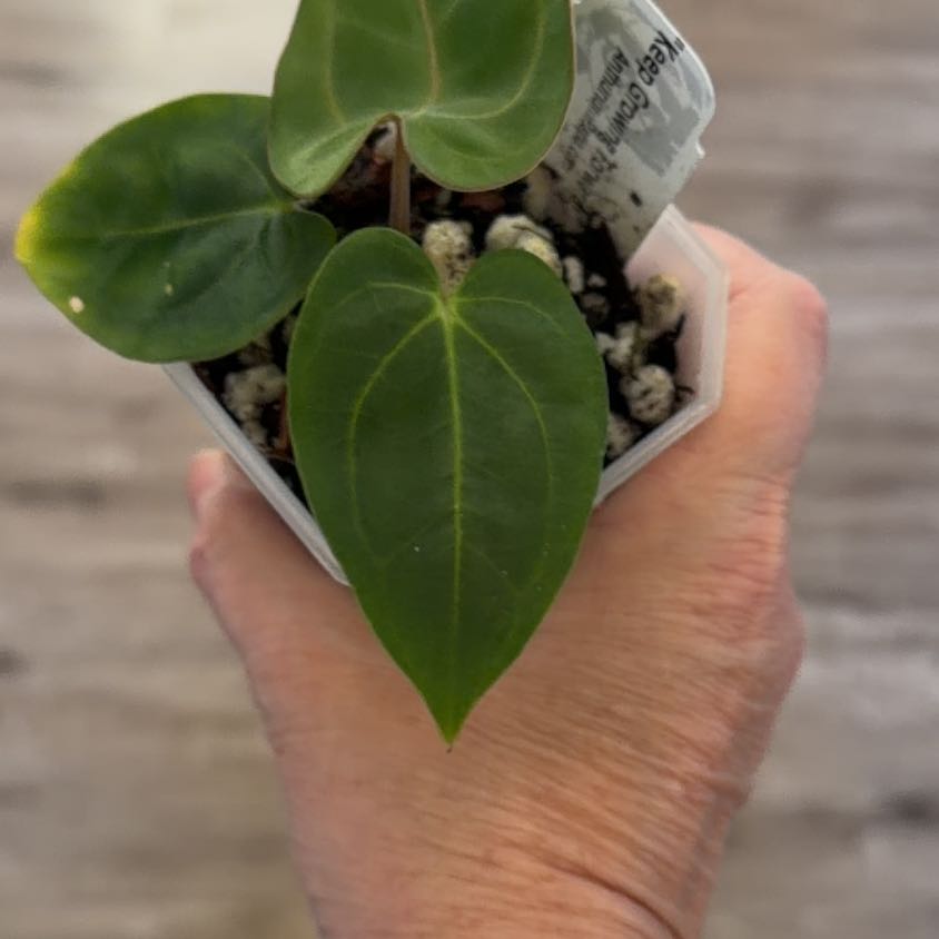 Photo of the plant species Anthurium 'Carla Black' by @MomentousBonsai named (T) Soul reaper x carla x Yu carla on Greg, the plant care app