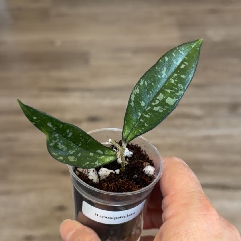 Photo of the plant species Hoya Crassipetiolata Splash by @MomentousBonsai named Sproutacus on Greg, the plant care app