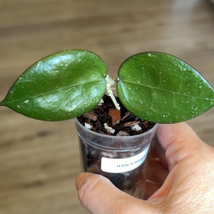 Photo of the plant species Hoya parasitica 'Black Margin' by @MomentousBonsai named Spike Leaves on Greg, the plant care app