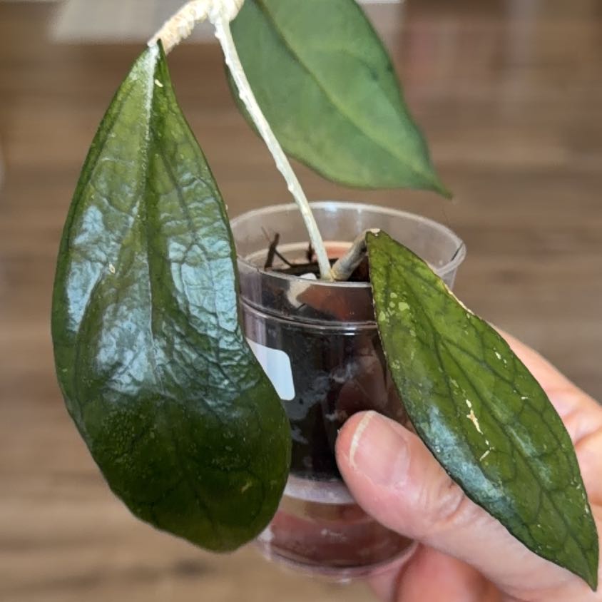 Photo of the plant species Hoya vitellinoides by @MomentousBonsai named Rosa on Greg, the plant care app