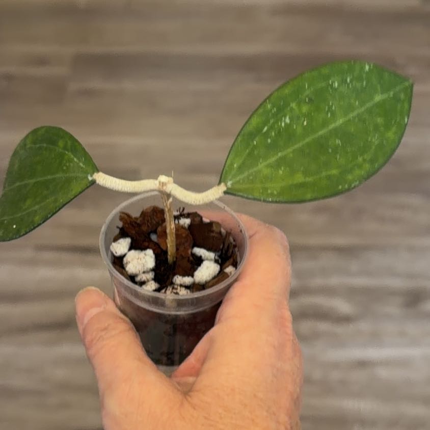 Photo of the plant species Hoya NOID by @MomentousBonsai named H AR 2301 on Greg, the plant care app