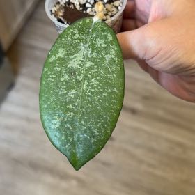 Photo of the plant species Hoya NOID by @MomentousBonsai named Clooney on Greg, the plant care app