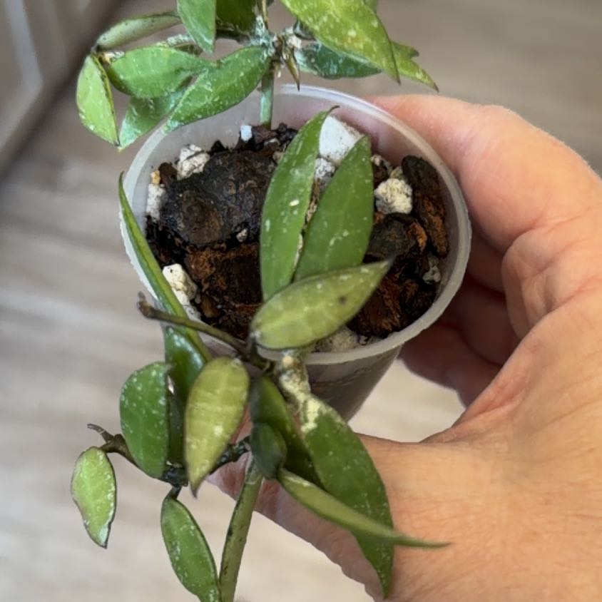 Photo of the plant species Hoya lacunosa by @MomentousBonsai named Dolores on Greg, the plant care app