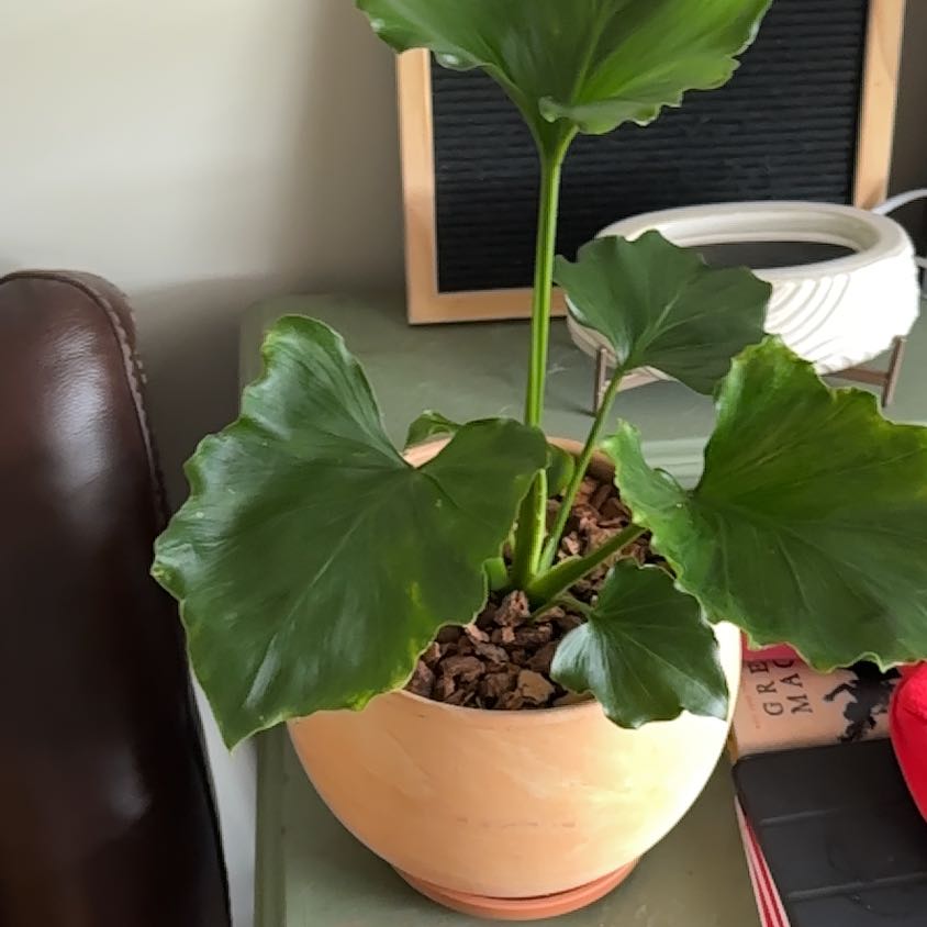 Photo of the plant species Little Holpe Philodendron by @ScarletBegonia named Hope on Greg, the plant care app