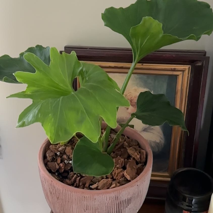 Photo of the plant species Little Holpe Philodendron by @ScarletBegonia named Haley on Greg, the plant care app